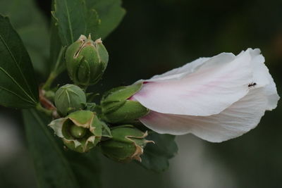 Close-up of white rose