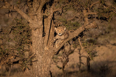 Portrait of cheetah on tree