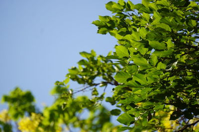 Low angle view of tree against clear sky