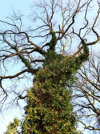 Low angle view of tree against sky