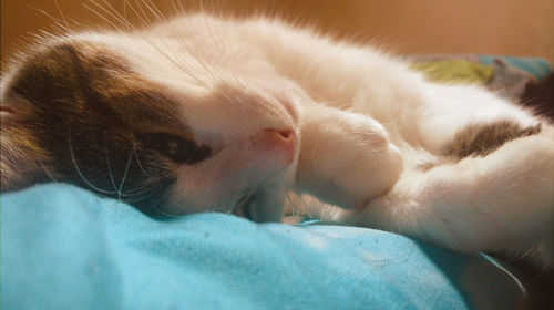 Close-up of cat sleeping