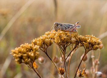 Close-up of grasshopper on dried plant