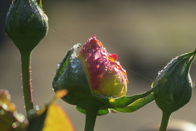Close-up of rose bud growing outdoors