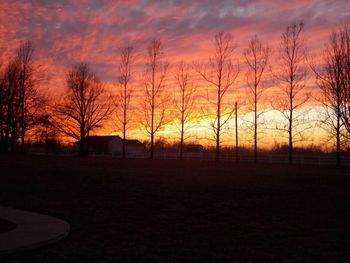 Silhouette of trees at sunset