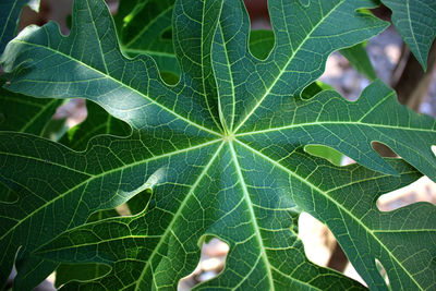 High angle view of leaf on plant