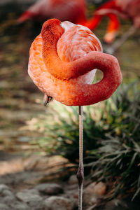 Close up of sleeping flamingo bird