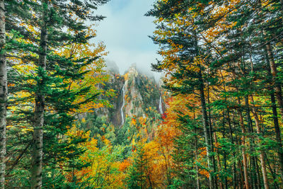 Trees in forest against sky