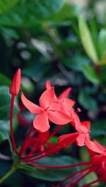 Close-up of pink flowers blooming outdoors