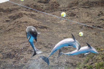 Low angle view of dolphins in mid-air against mountain