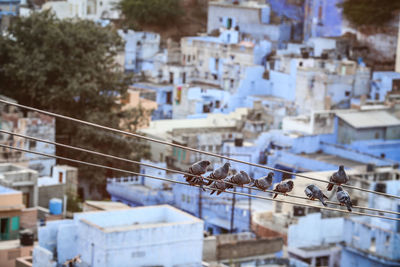 Birds perching on cables against cityscape