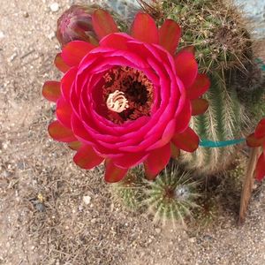 Close-up of red flower