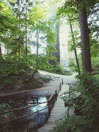 Footpath amidst trees in forest