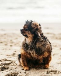 Dog sitting on sand at beach