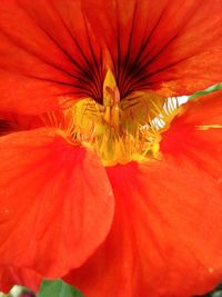 Close-up of red flower