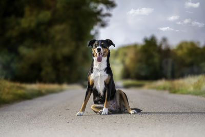 Portrait of dog sitting on road