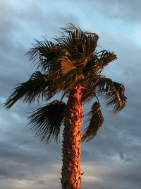 Low angle view of palm tree against sky