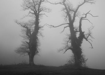 Bare trees on field against sky during foggy weather