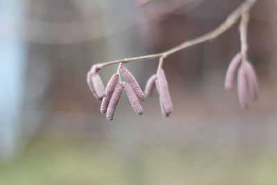 Close-up of pink flowers hanging on plant