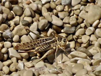 Close-up of insect on pebbles