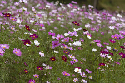 Close-up of pink cosmos flowers on field