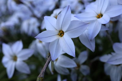 Close-up of white flowering plant