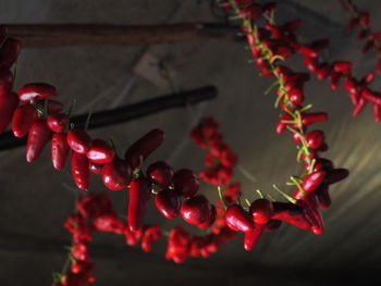 Close-up of red berries growing on tree