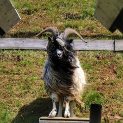 Dog standing on field