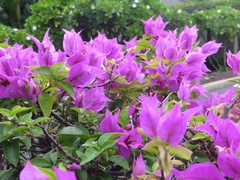 Close-up of pink flowering plants