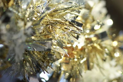 Close-up of christmas tree