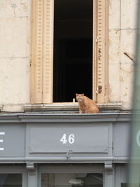 Cat sitting on a window