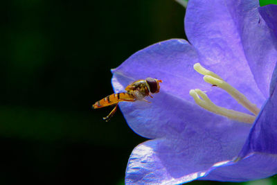 Close-up of honey bee pollinating on white flower
