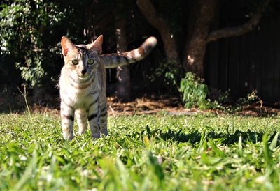 Cat lying on grass