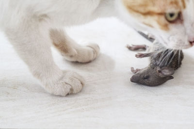 Close-up of cat and rat