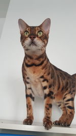 Close-up portrait of cat sitting