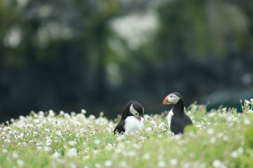 Puffins in flowers