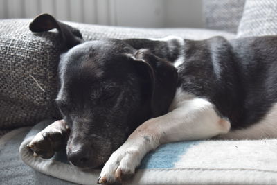 Close-up of dog sleeping on sofa at home