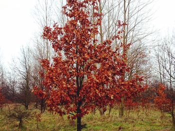 Red tree against sky