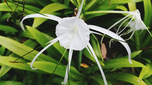 Close-up of insect on plant