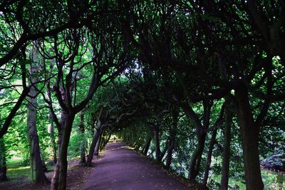 Empty road amidst trees