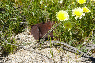 Close-up of flower growing in grass