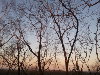 Silhouette bare trees on field against sky during sunset