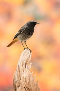 Close-up of bird perching on wood