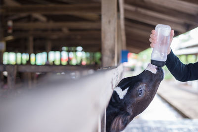 Close-up of hand with animal in background