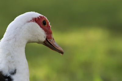 Close-up of a bird