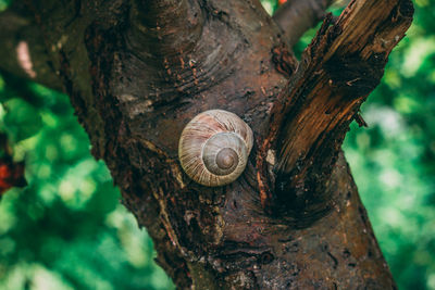 Close-up of snail on tree trunk