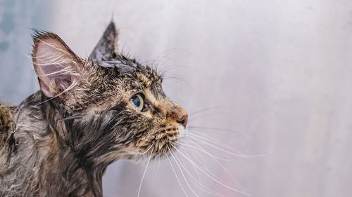 Cat washing and grooming close up getting professional service at pet salon by groomer