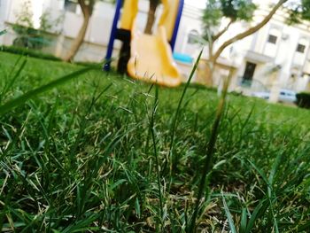 Trees growing on grassy field