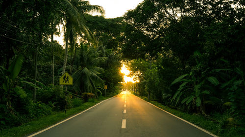 Road amidst trees