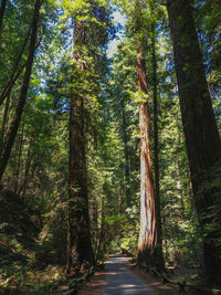 Empty road amidst trees in forest