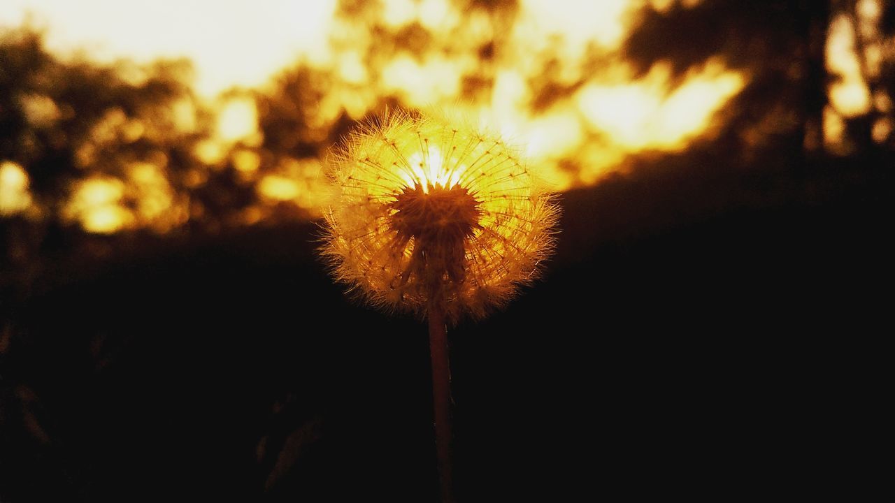 flower, dandelion, growth, fragility, nature, sunset, focus on foreground, flower head, beauty in nature, plant, uncultivated, freshness, close-up, softness, silhouette, outdoors, no people, hope, sky, day